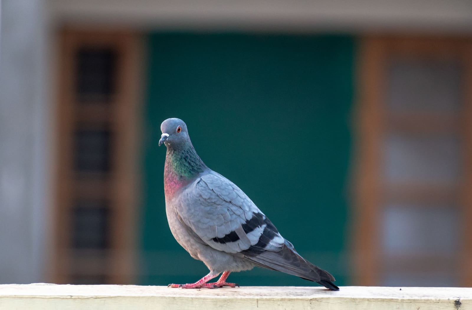 Oiseaux